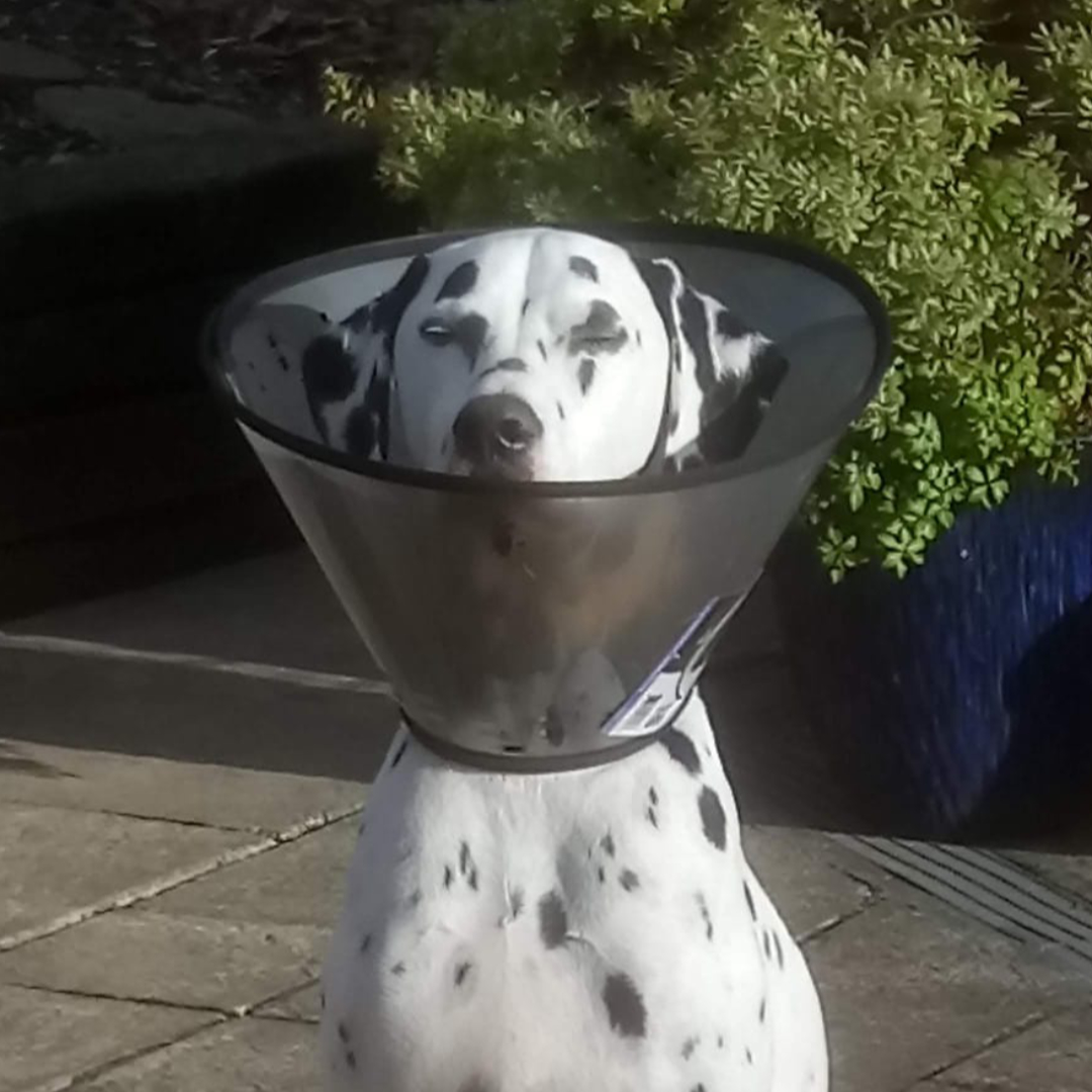Picture of Health – https://britishdalmatianwelfare.org/home